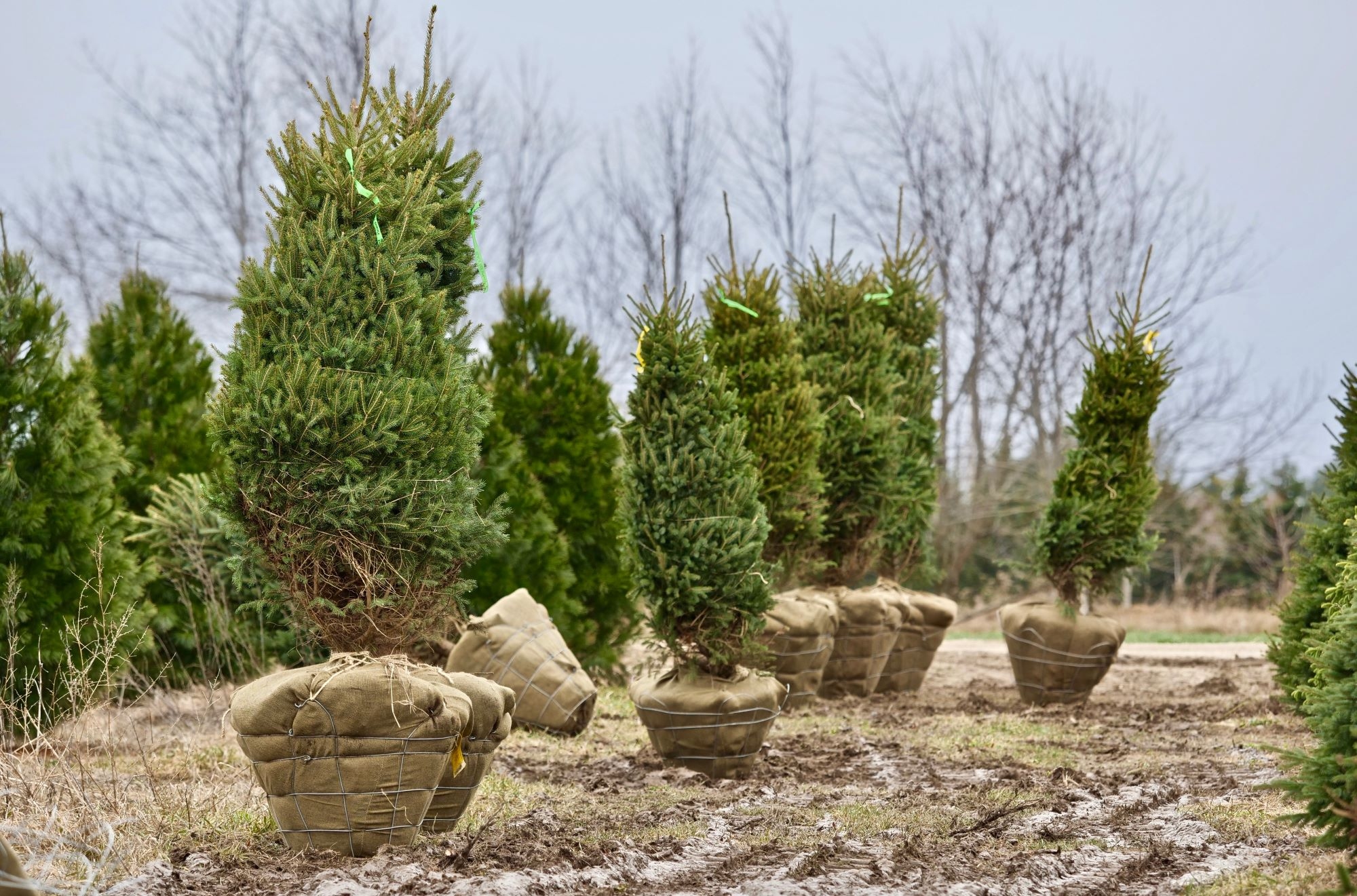 Balled and Burlap Dutchman Tree Farms